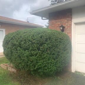 Bush Trimming by Inside & Out Cleaning and Lawn Care LLC. reviewed on August 17, 2025