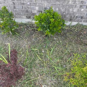 Bush Trimming by Supreme landscaping reviewed on April 12, 2026