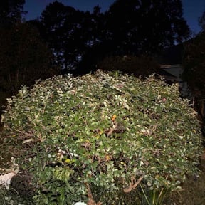 Bush Trimming by Maverick lawn company reviewed on October 21, 2025