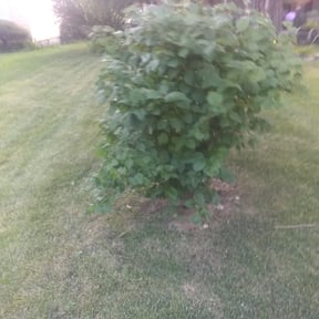 Bush Trimming by Scott Lawncare reviewed on August 21, 2025