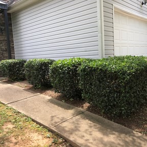 Bush Trimming by Mow it  &amp; Blow it reviewed on August 21, 2024