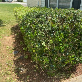 Bush Trimming by Lego lawn services reviewed on August 20, 2025