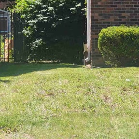 Leaf Removal by C &amp; C lawn and landscape reviewed on June 20, 2026