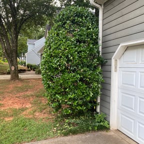 Bush Trimming by Superior lawn maintenance reviewed on August 20, 2025