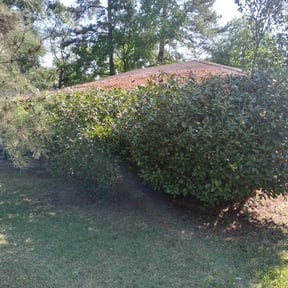 Bush Trimming by Grass Assassins Lawn & Landscape reviewed on August 20, 2025