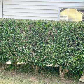 Bush Trimming by Growing&amp;Mowing landscaping management llc reviewed on December 23, 2025