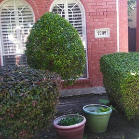 Bush Trimming by 3ab Maintenance reviewed on August 18, 2025