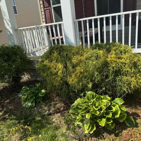 Bush Trimming by Garrett’s Lawn Care reviewed on August 19, 2025