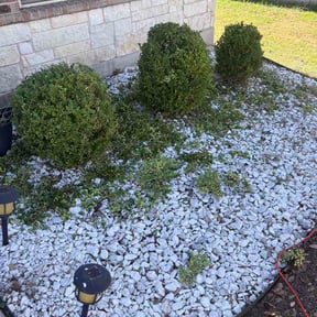 Bush Trimming by RK Lawncare reviewed on March 3, 2026