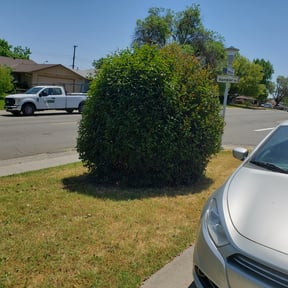 Bush Trimming by 12kids&i landscaping reviewed on August 21, 2025