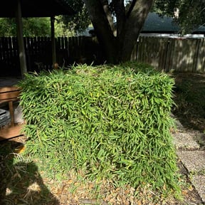 Bush Trimming by JC Landscaping reviewed on August 21, 2025