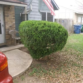 Bush Trimming by Armando’s Landscaping reviewed on August 17, 2025