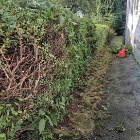 Bush Trimming by Micha's Mowing Services, LLC reviewed on August 15, 2025