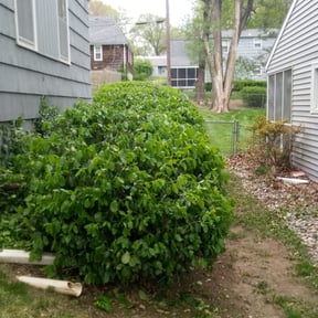 Bush Trimming by Felder Pro Services reviewed on August 16, 2025