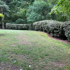 Bush Trimming by Elite Landscaping reviewed on August 21, 2025