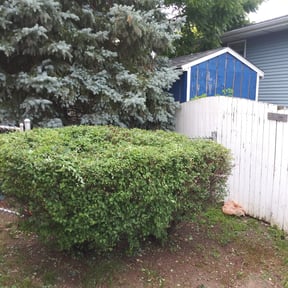 Bush Trimming by LB Lands reviewed on August 15, 2025