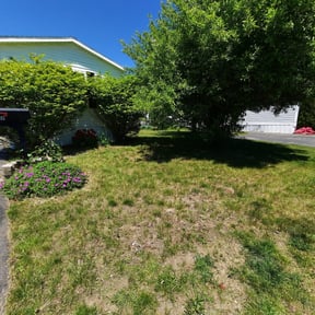 Bush Trimming by Onsight lawn & tree services reviewed on August 15, 2025