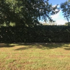 Bush Trimming by MMarshall's On the Fly Mowing reviewed on August 17, 2025