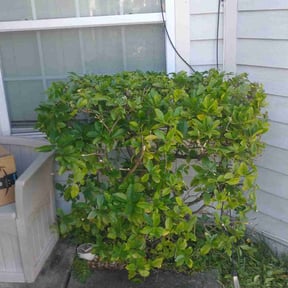 Bush Trimming by TRUCUT LAWN CARE SERVICES reviewed on August 20, 2025