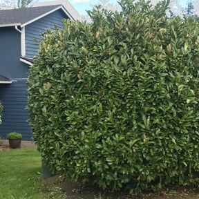 Bush Trimming by Royal Scenery LLC reviewed on August 16, 2025