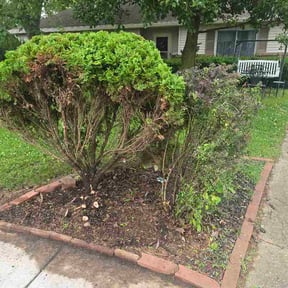 Bush Trimming by The Smith Company of Atlanta LLC reviewed on June 23, 2026