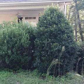 Bush Trimming by Tefel rivera reviewed on October 18, 2025