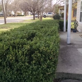 Bush Trimming by Nts AOS (All Outdoor Services) reviewed on September 18, 2023