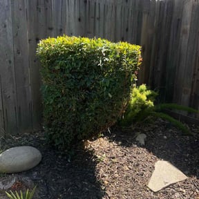 Bush Trimming by JJ Lawn and Tree Trimming reviewed on August 17, 2025
