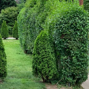 Bush Trimming by Bluestone Lawn reviewed on August 19, 2025