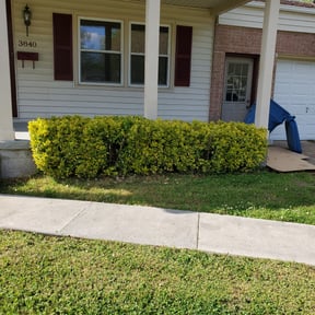 Bush Trimming by X'cellent Lawn Kare and Landscaping LLC reviewed on August 18, 2025