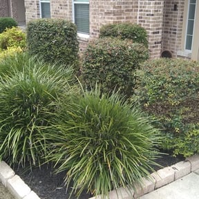 Bush Trimming by Your Next Cut Lawn Services reviewed on August 20, 2025