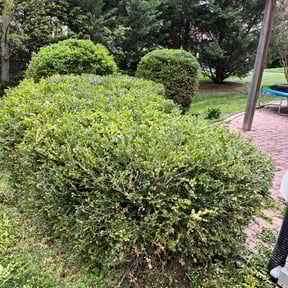 Bush Trimming by T F Lawn Care Services reviewed on August 21, 2025