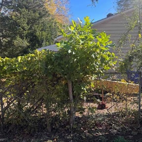 Bush Trimming by Great Earth Property Maintenance reviewed on October 23, 2025