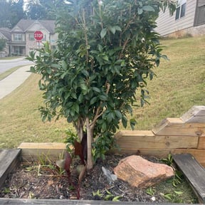 Bush Trimming by Widow Lawn Care reviewed on July 3, 2025