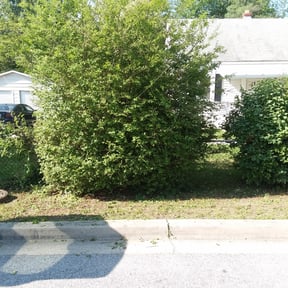 Bush Trimming by Steve&#039;s Lawn Care &amp; More reviewed on June 30, 2025