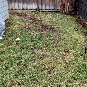 Leaf Removal by Roger waddle service llc reviewed on September 18, 2025