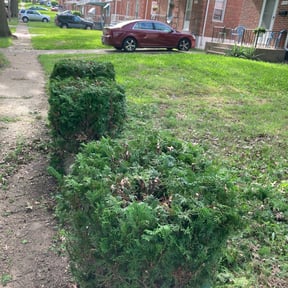 Bush Trimming by Lonestar Lawn Care reviewed on August 15, 2025