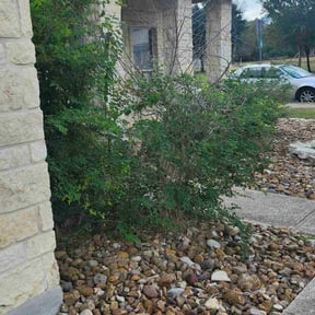 Bush Trimming by UnlimitedGroundCare. reviewed on October 18, 2025