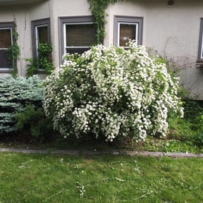 Bush Trimming by Emerald Green Property Management LLC reviewed on August 18, 2025