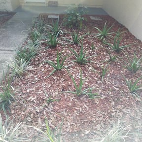 Flower Bed Weeding by JLS Lawn Care reviewed on August 19, 2025