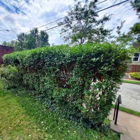Bush Trimming by A Closer Look Residential Inspections LLC reviewed on August 21, 2025