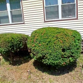 grass cutting by Old Fashioned Lawn Care reviewed on March 30, 2025