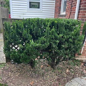 Bush Trimming by Cascadia Landscaping reviewed on August 17, 2025