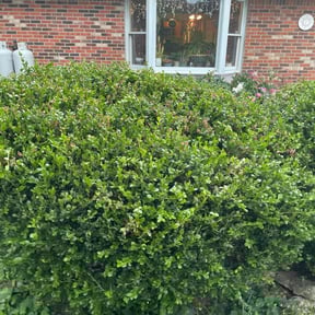Bush Trimming by Gerald Helmke reviewed on August 20, 2025