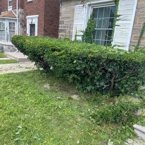 Bush Trimming by L&P.inc reviewed on August 18, 2025