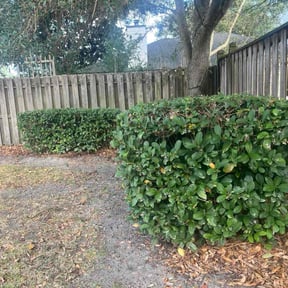 Bush Trimming by All In One Lawn Care reviewed on January 7, 2026
