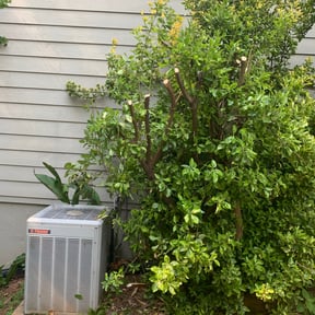 Bush Trimming by DWTS LAWN CARE reviewed on August 18, 2025