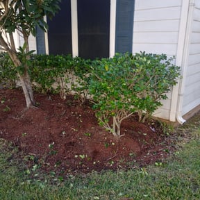 Bush Trimming by DC Landscaping Tree Cutting and Pressure Washing reviewed on August 15, 2025