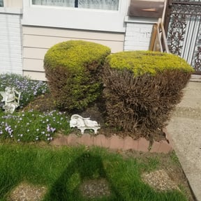 Flower Bed Weeding by The lawn Service,LLC reviewed on August 18, 2025