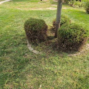 Bush Trimming by Hernandez Landscaping reviewed on October 18, 2025